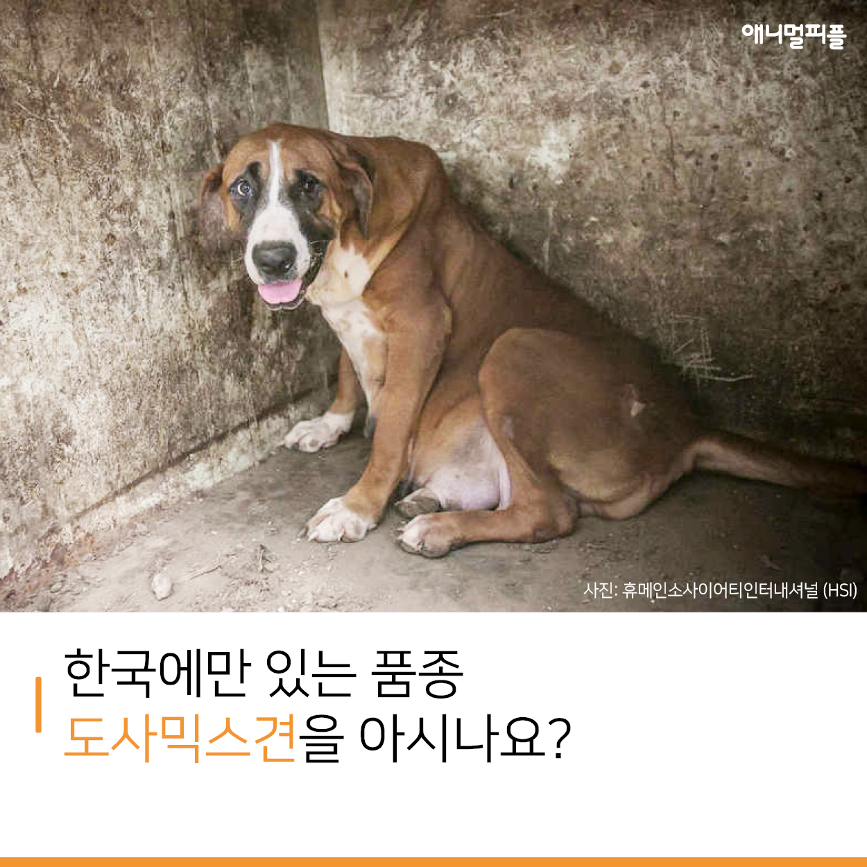 한국에만 있는 품종 도사믹스견을 아시나요?