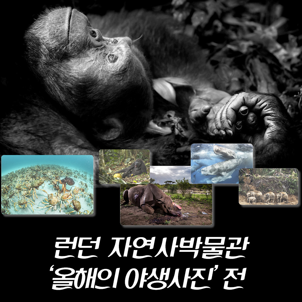 ‘올해의 야생사진’ 전